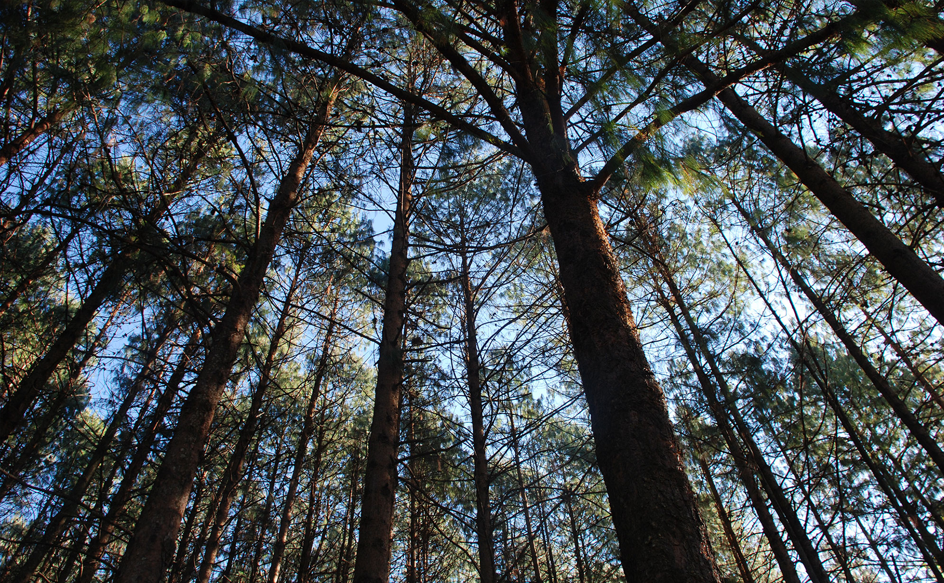 MONTIGNY INVESTMENTS – Leading the Drive Toward Sustainable Forestry