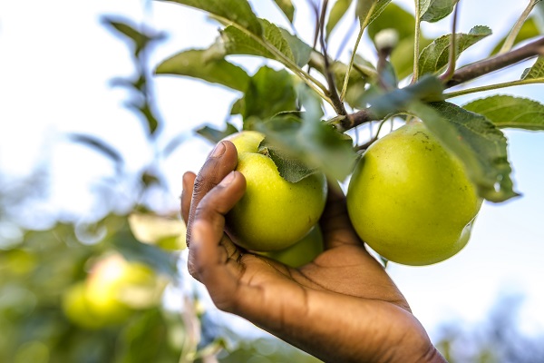 Growing Markets for Apples and Pears