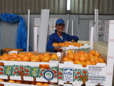 A Fresh Approach to Citrus Export