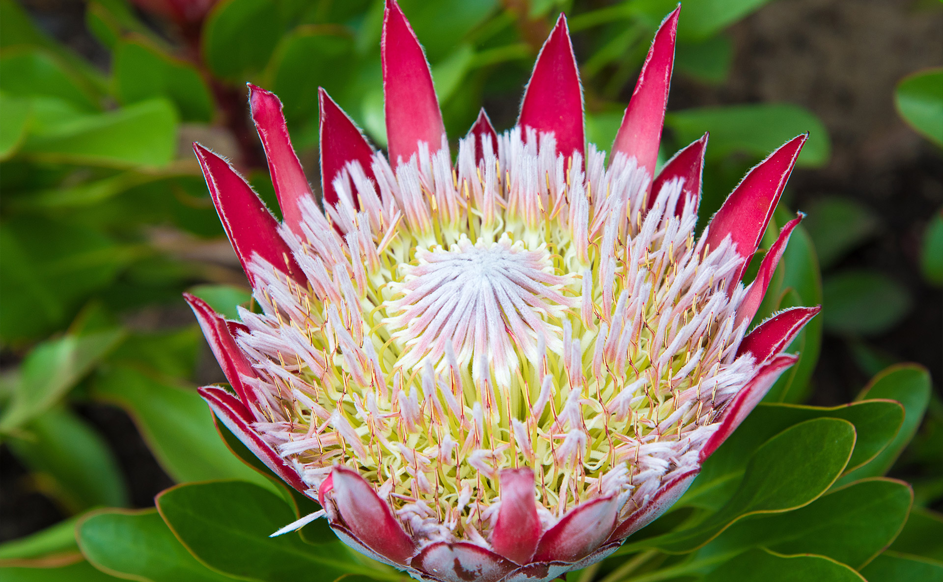 DE FYNNE NURSERY – Blossomming with Fynbos in Western Cape