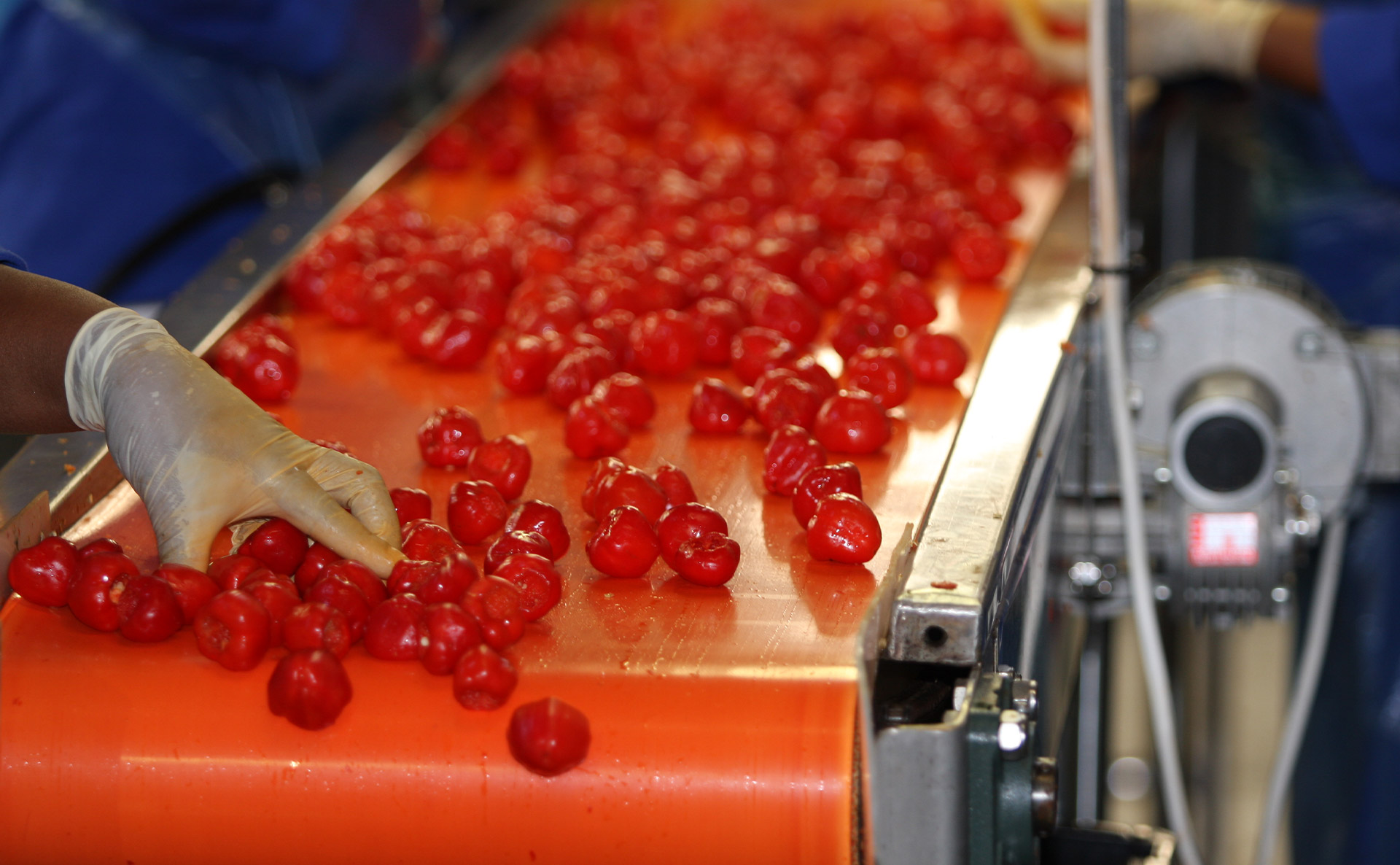 CARARA AGRO PROCESSING – The Pick of the Pickle Bunch