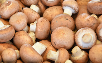 DENNY MUSHROOMS: Marvel at South Africa’s Mushroom Mega-Growers