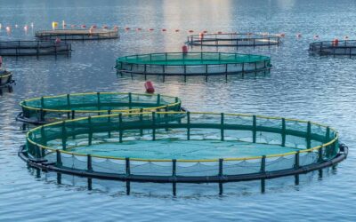 VICTORY FARMS: Fastest-Growing Fish Farm Is Far from Floundering