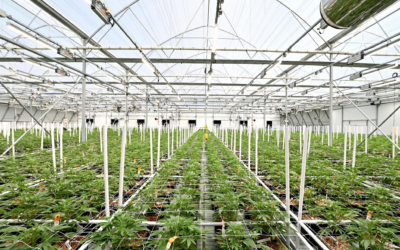 CHRONI-CO: Africa’s Medical Cannabis Powerhouse Growing from Paarl