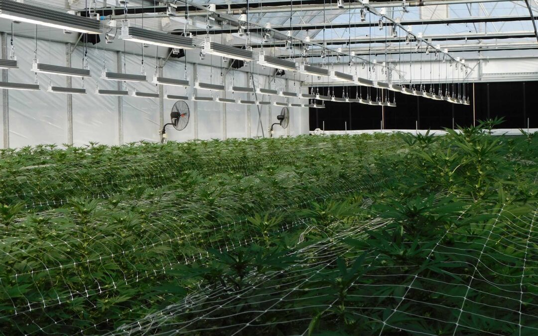 ILCO FARMING: SA’s High-Tech Cannabis Pioneer Cultivating a Global Reputation
